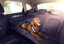 Audi esta celebrando el Día Mundial del Perro, agregando una original iniciativa